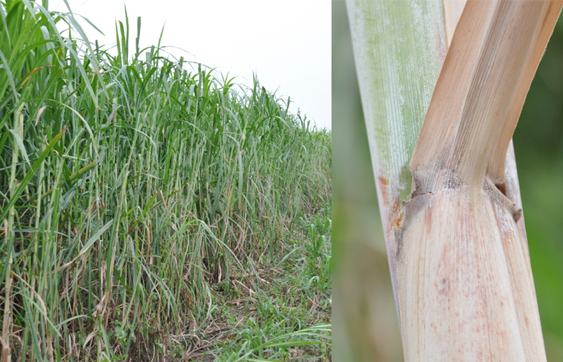 zhè - Möbel aus Zuckerrohr - Lilli Green® - Magazin für nachhaltiges