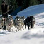 Meijer lesgets Meijer lesgets