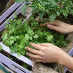 orto-errante-garden-hands-planting-parsley orto-errante-garden-hands-planting-parsley