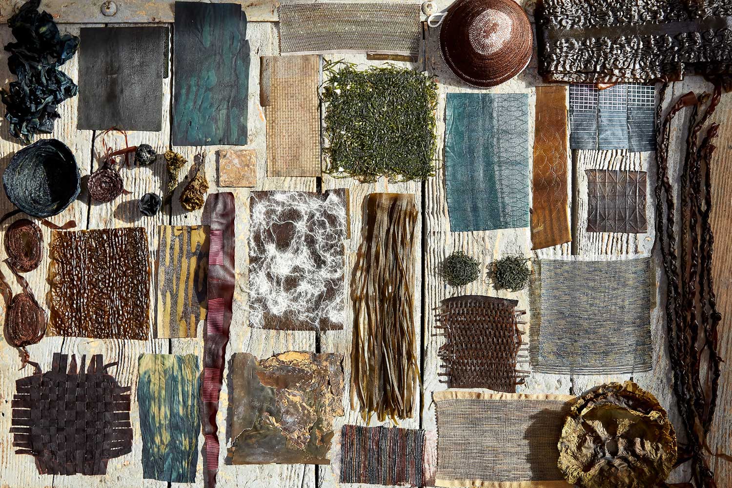 Algen-Design: KünstlerInnen verwandeln Meeresalgen in Designobjekte!