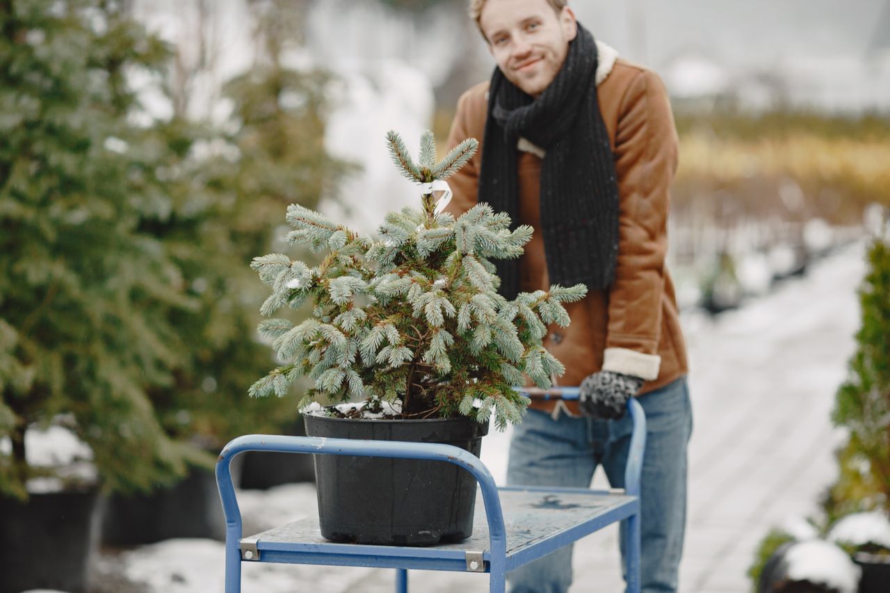 Ist ein Weihnachtsbaum im Topf nachhaltiger