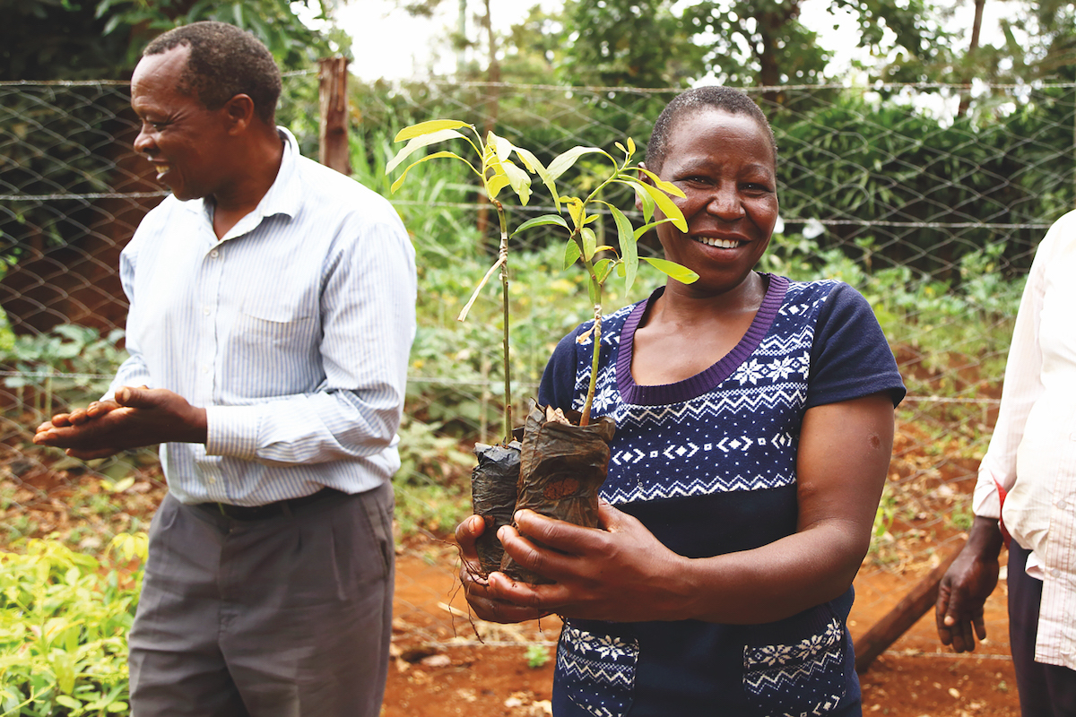 CO2-Kompensation von treedom - Mangobaum in Kenya