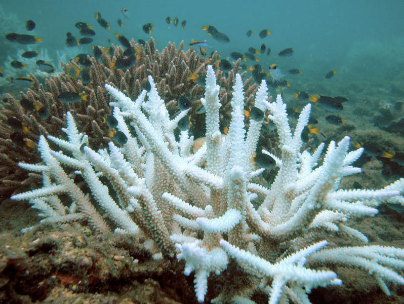 Nachhaltige Sonnencreme mit Meeresschutz - -Gebleichte Koralle - Quelle: Wikipedia