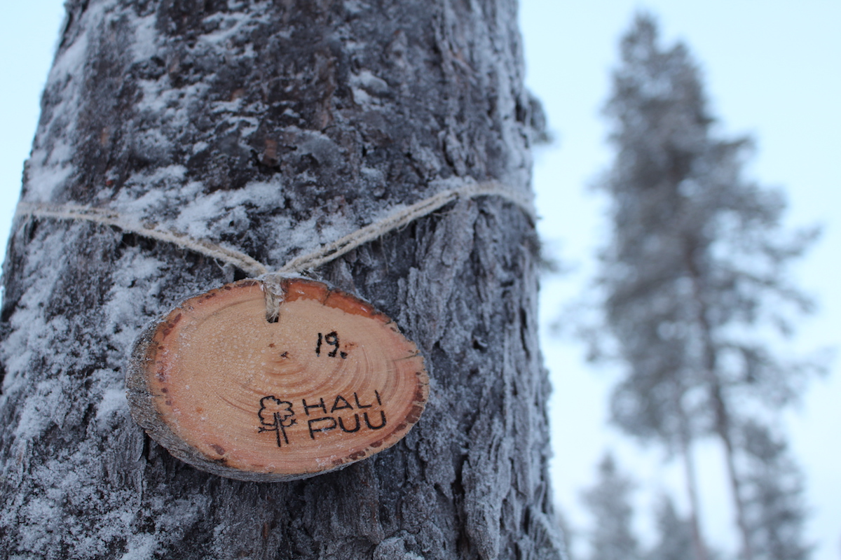 Baum adoptieren in Lappland