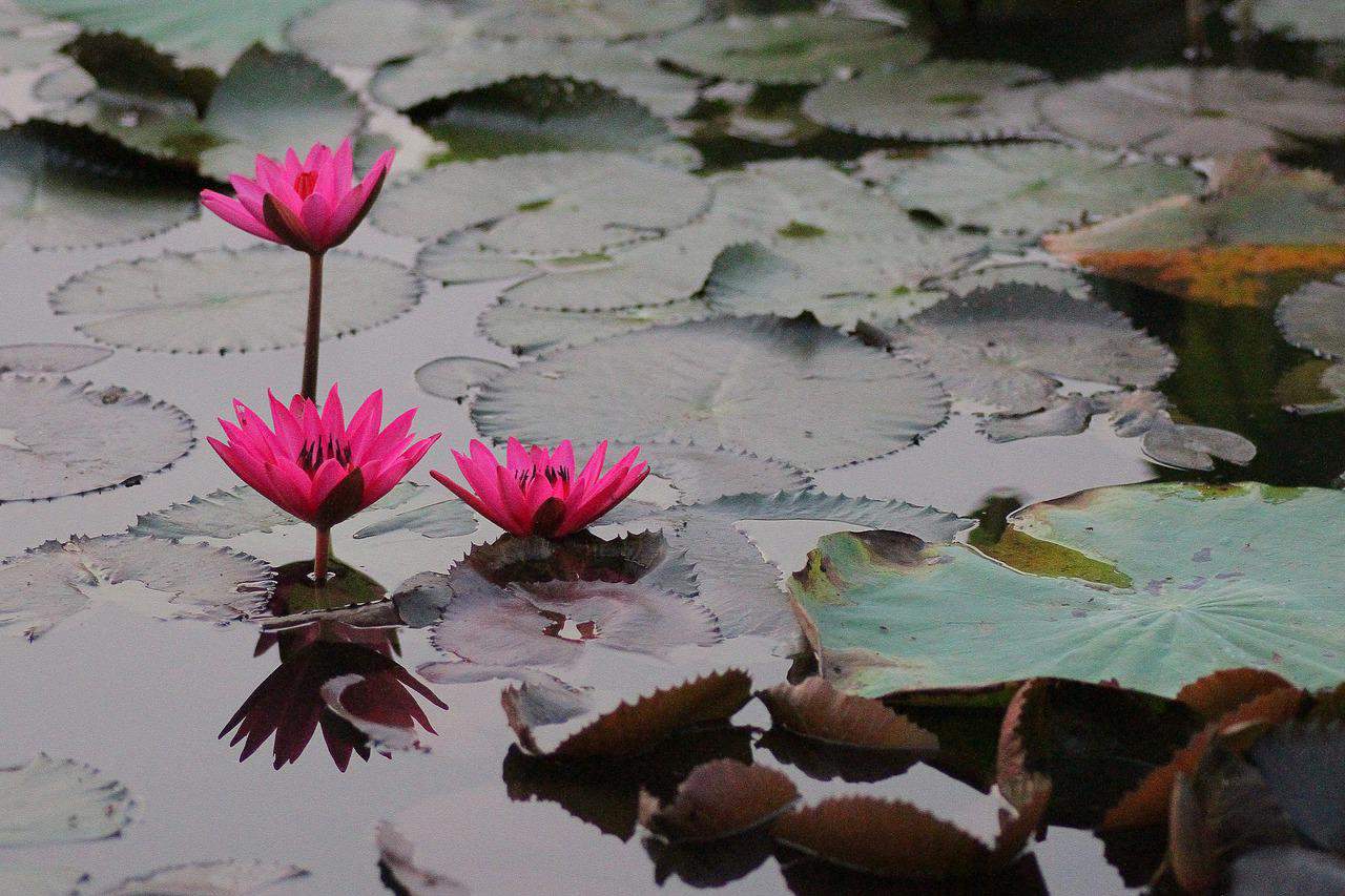 Pflanzen im Gartenteich - Lotus