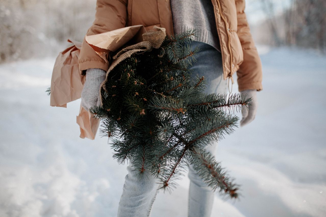 Zero Waste Tipp: Baumschnitt statt Weihnachtsbaum