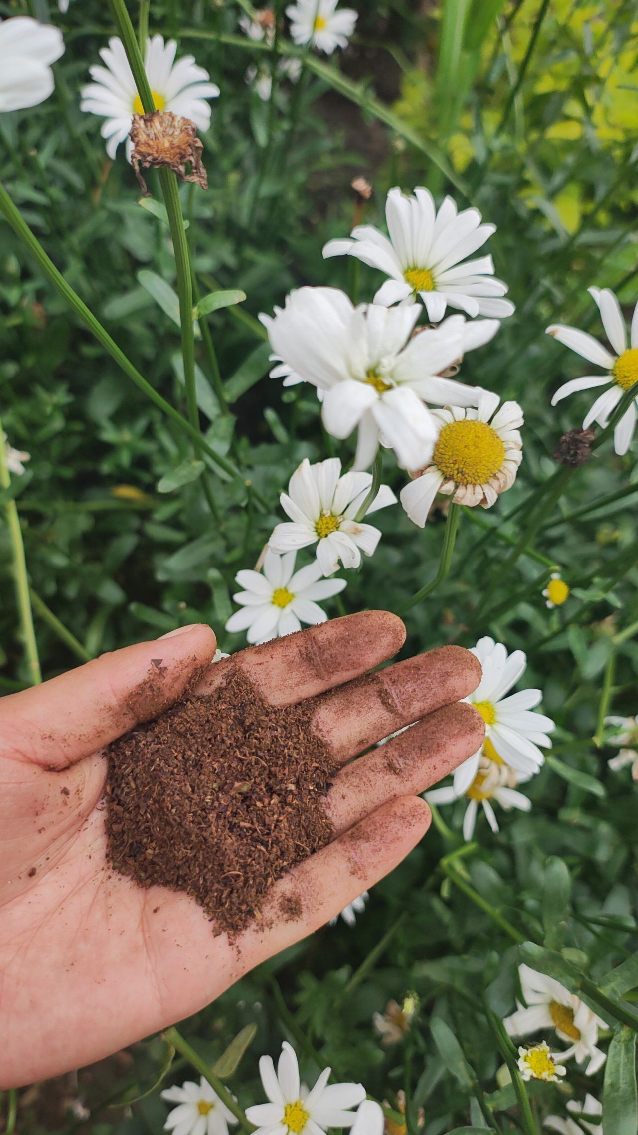 Garten- und Blumenwunder: Kompost mit Kaffeesatz